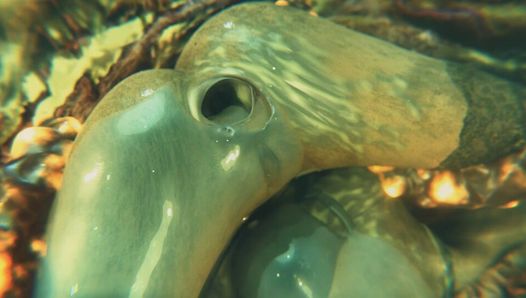 Gifdoozer Hot Anal Sex Intense Delicious Hot Ass Fucked Gaping Ass Anal Creampie by Gifdoozer